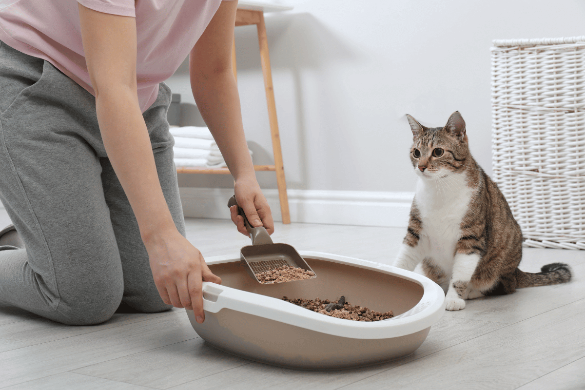 Best Cat Litter Box in india